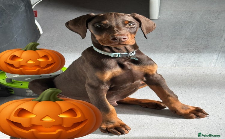 Dobermann dogs - Advert 1