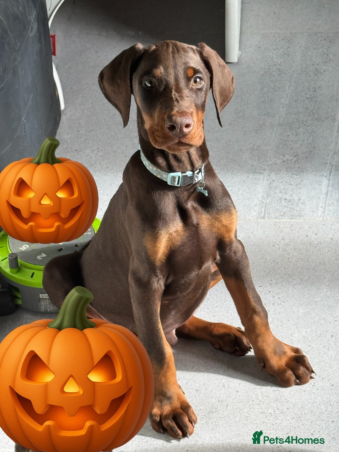 Dobermann dogs for sale: Doberman male  - Image 1