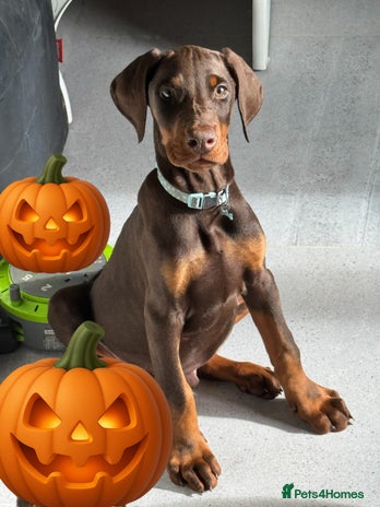 Dobermann dogs - Advert 1