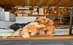 Cockapoo dogs for sale: F1 pra clear Cockapoos (council licensed breeder) - Image 10