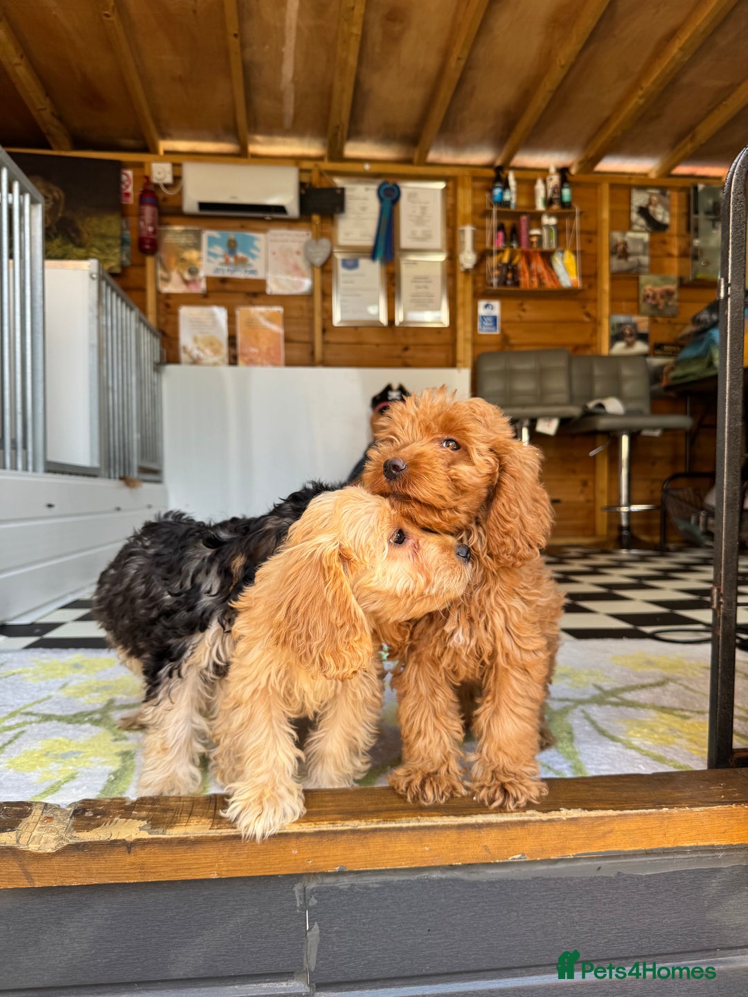 Cockapoo dogs for sale: F1 pra clear Cockapoos (council licensed breeder) - Image 10