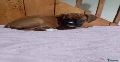 Boxer dogs - Advert 8