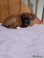 Boxer dogs - Advert 4