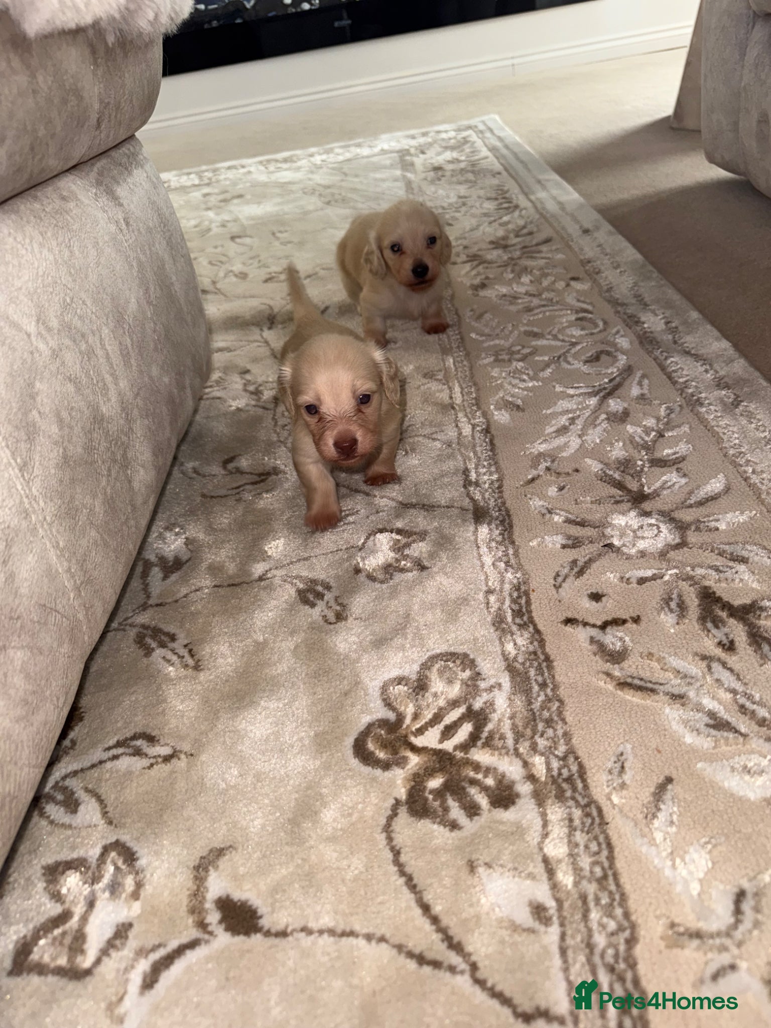 Miniature Dachshund dogs eeii Bright cream KC! Longhair miniature dachshund - Advert 1