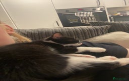 Domestic Shorthair cats for sale: 2 female kittens for sale as a pair  - Image 3