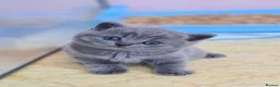 British Shorthair cats for sale: Full vaccination&Register GCCF BSH kittens 💝💙 - Advert 7