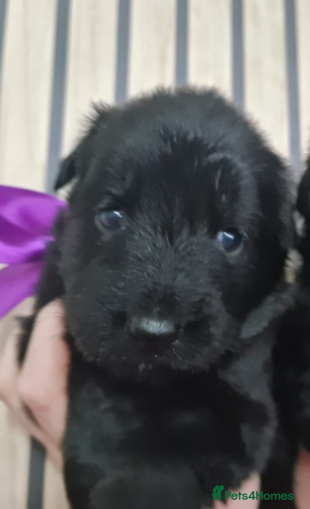 German Shepherd dogs for sale: KC, Top Quality Long Hair GSD Puppies  - Advert 19