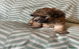 Mixed Breed dogs for sale: Beautiful Malshi-Poo Puppies (Shmoodles) ❤️ - Image 14