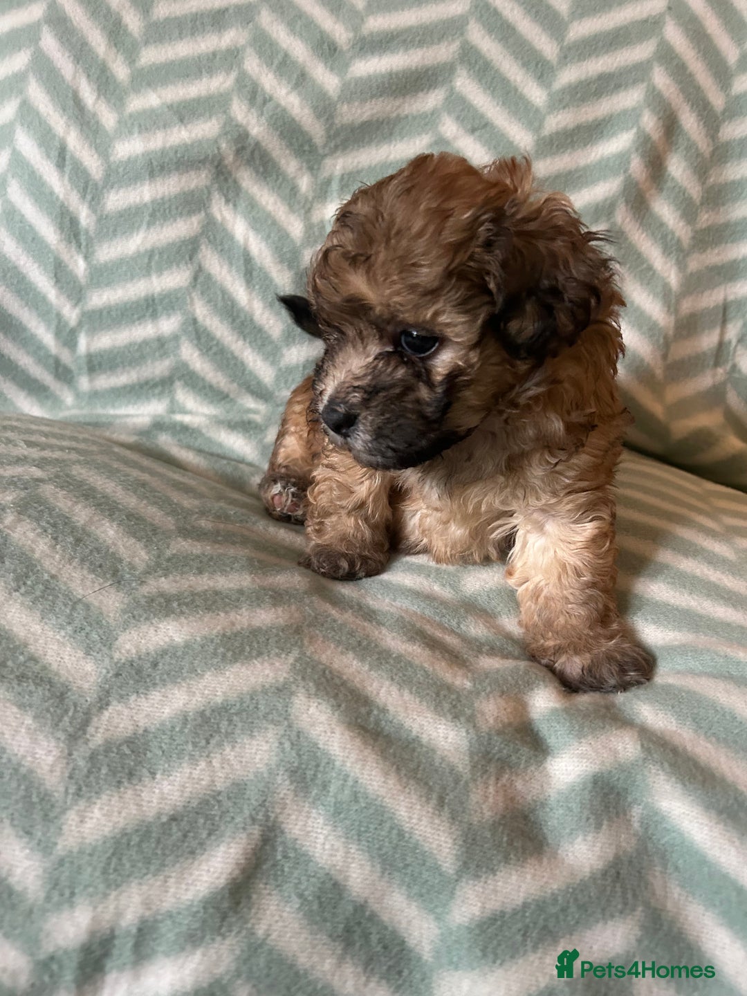 Mixed Breed dogs for sale: Beautiful Malshi-Poo Puppies (Shmoodles) ❤️ - Image 14