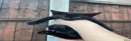 Mixed Breed cats for sale: Grey/black kittens looking for forever homes  - Advert 6