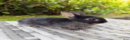 Netherland Dwarf rabbits for sale:   Ready for new home Purebred Netherland Dwarf  - Advert 3