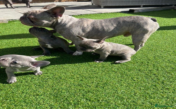 French Bulldog dogs - Advert 11