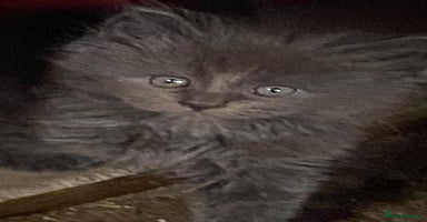 Maine Coon cats - Advert 5
