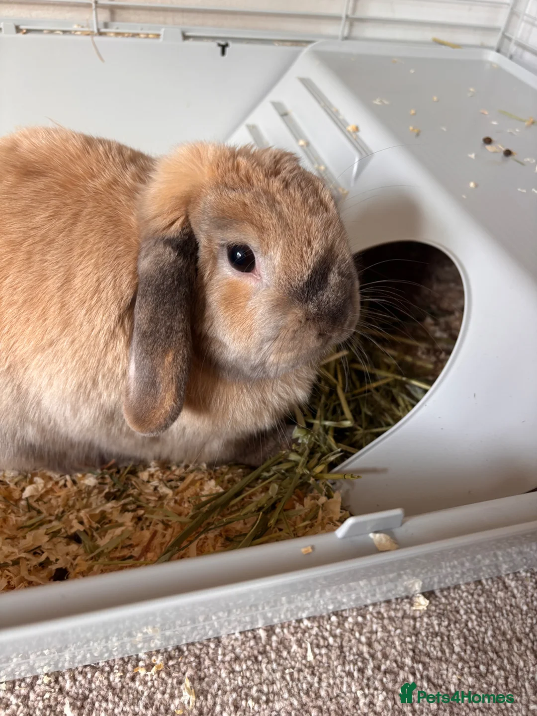 Mini Lop rabbits for sale: Neutered 4yo mini lop with toys and cage  - Advert 3