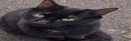Mixed Breed cats for sale: Rescue cats- kittens and adults 🧡 - Advert 27