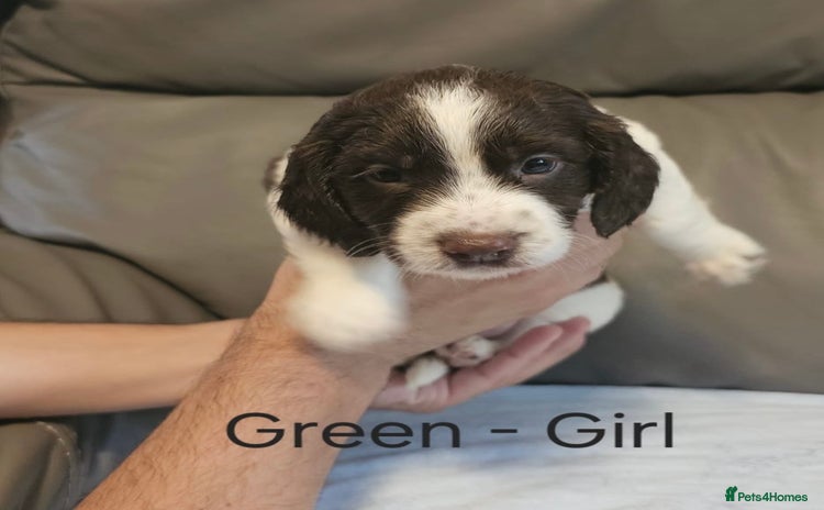 Sprocker dogs - Advert 7