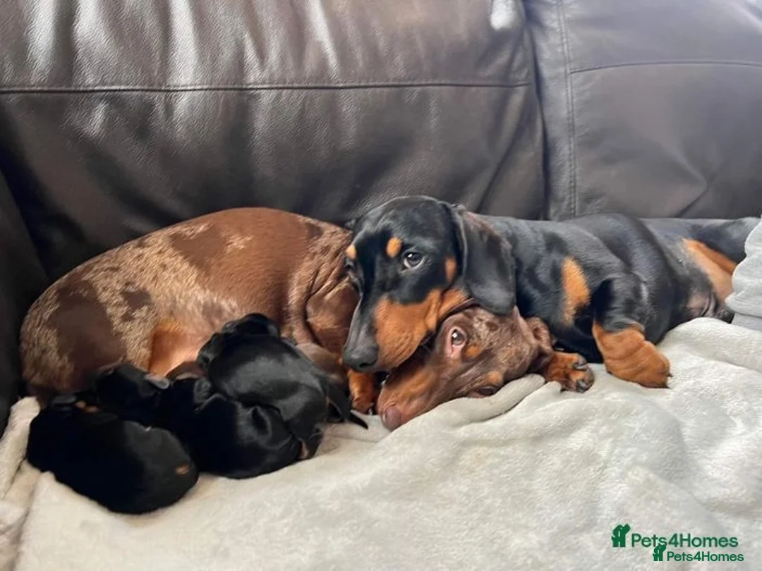 Dachshund dogs for stud: For stud! KC registered miniature dachshund  in Bristol - Advert 7