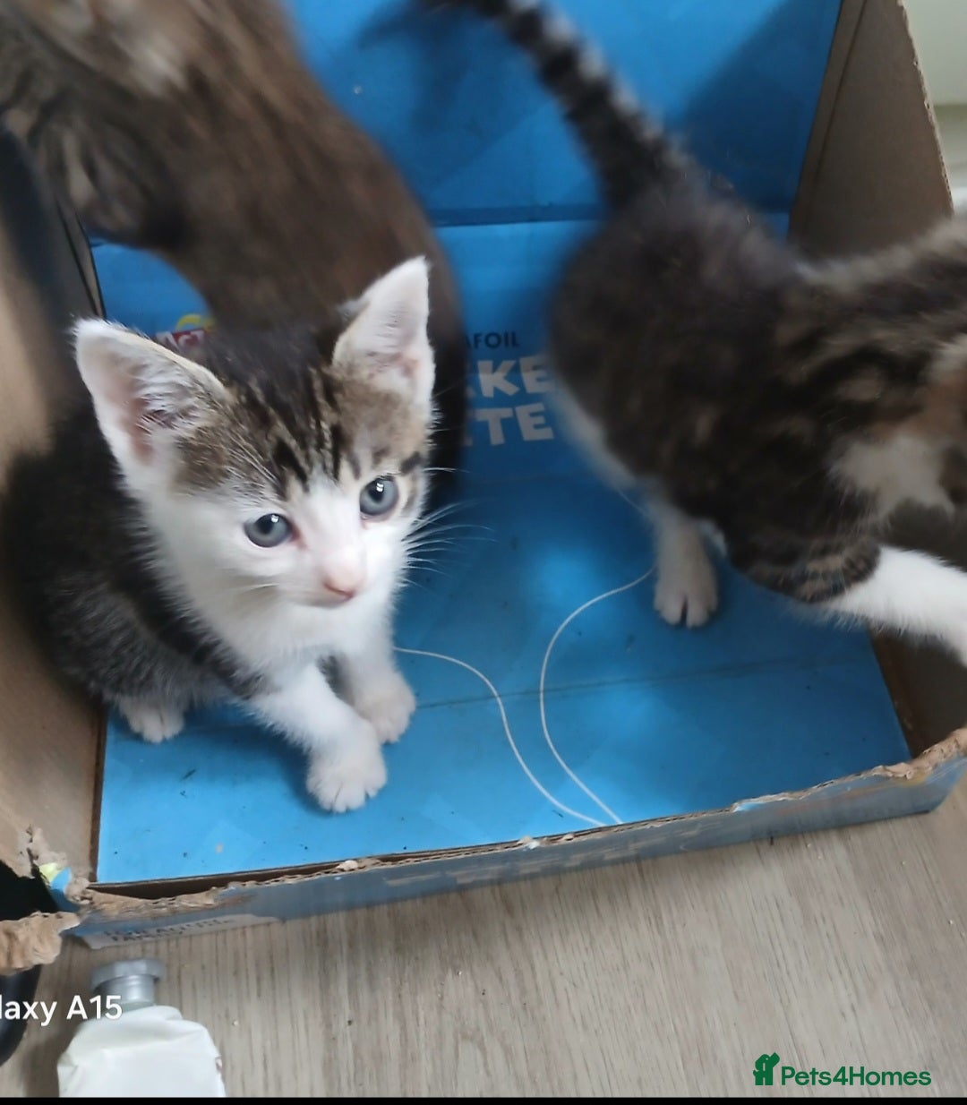 Bengal cats for sale: Cute mixed bangle kittens  - Advert 6