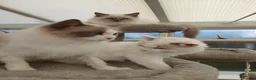 Ragdoll cats for sale: Rare High White Ragdoll Girl – Champion Line - Advert 4