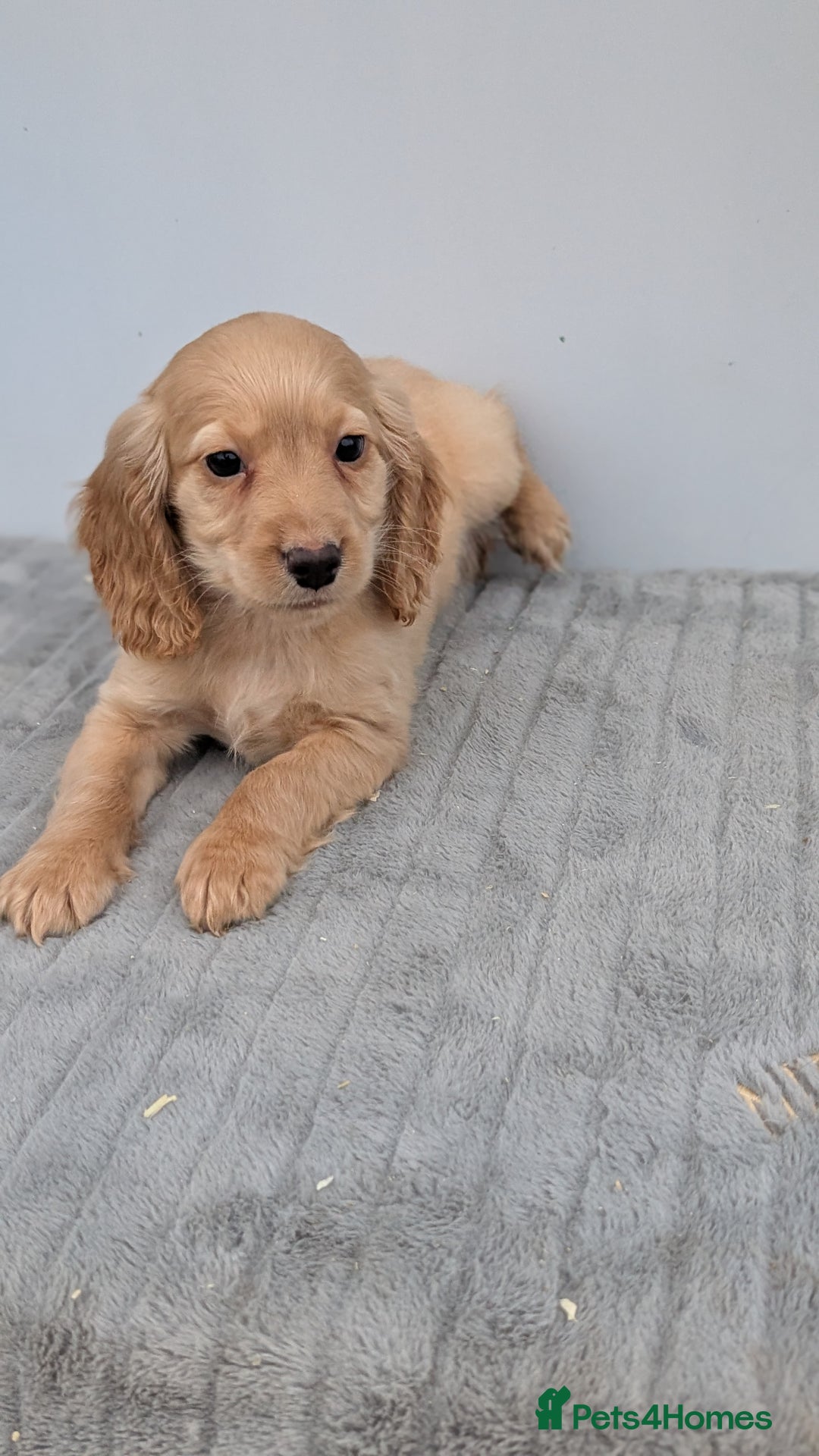 Cocker Spaniel dogs for sale: Cracking Cocker Pups - Image 17