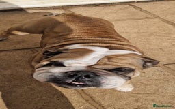 English Bulldog dogs for sale: 2 KC Breeding Bitches - Image 11