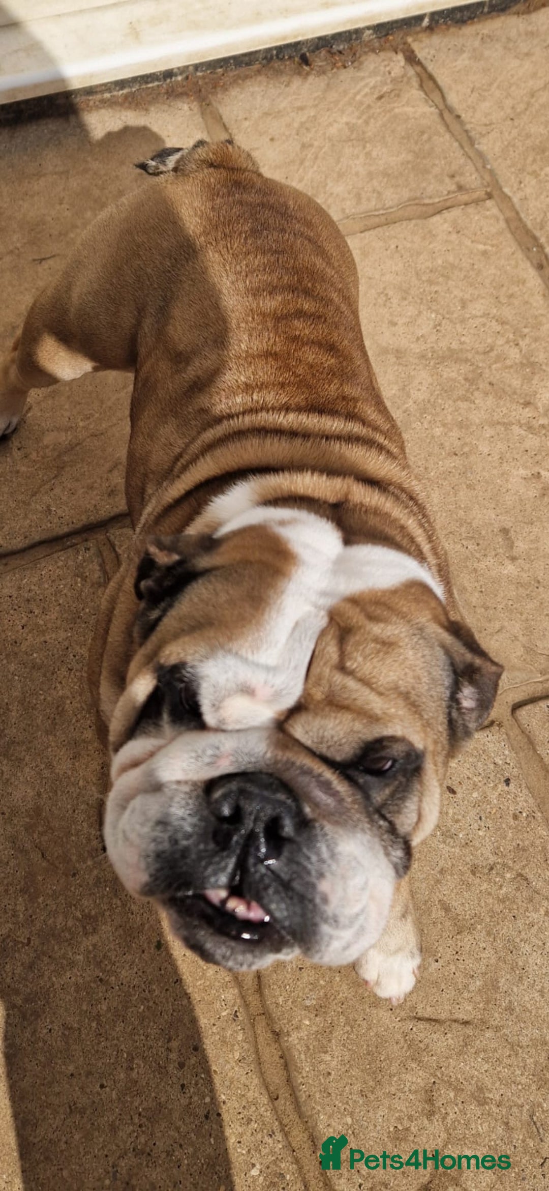 English Bulldog dogs for sale: 2 KC Breeding Bitches - Image 11