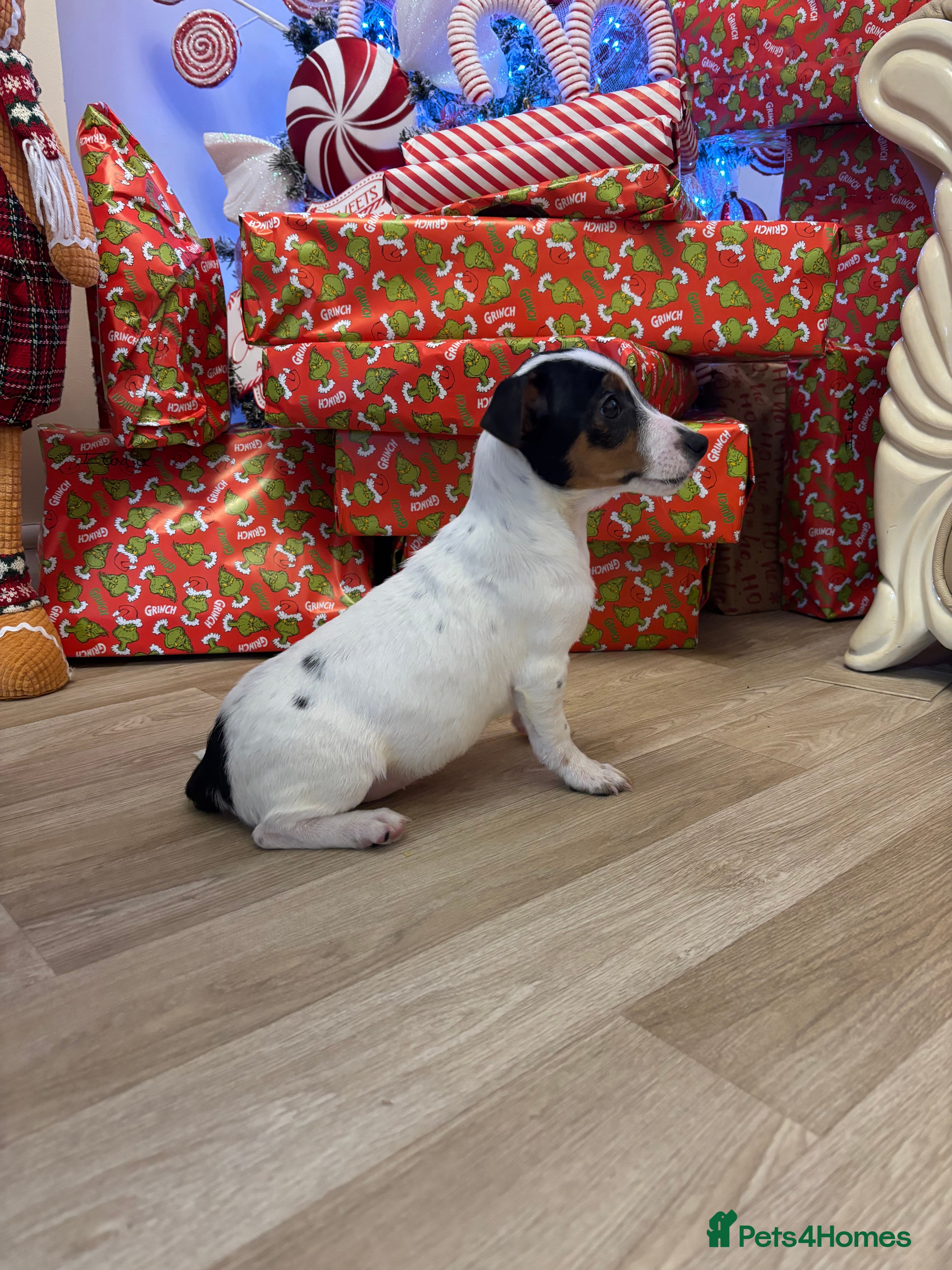 Jack Russell dogs Jack Russels  - Advert 18