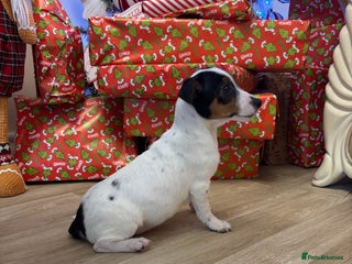 Jack Russell dogs Jack Russels - Advert 18