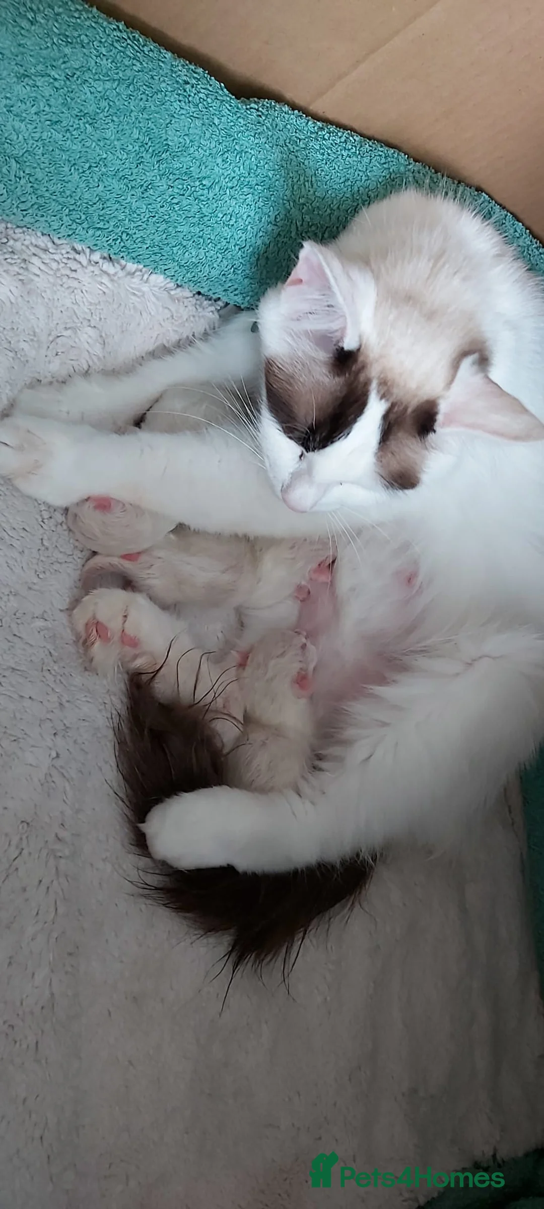 Ragdoll cats for stud: BEAUTIFUL BLUE POINT LARGE STUD RAGDOLL in Preston - Advert 18