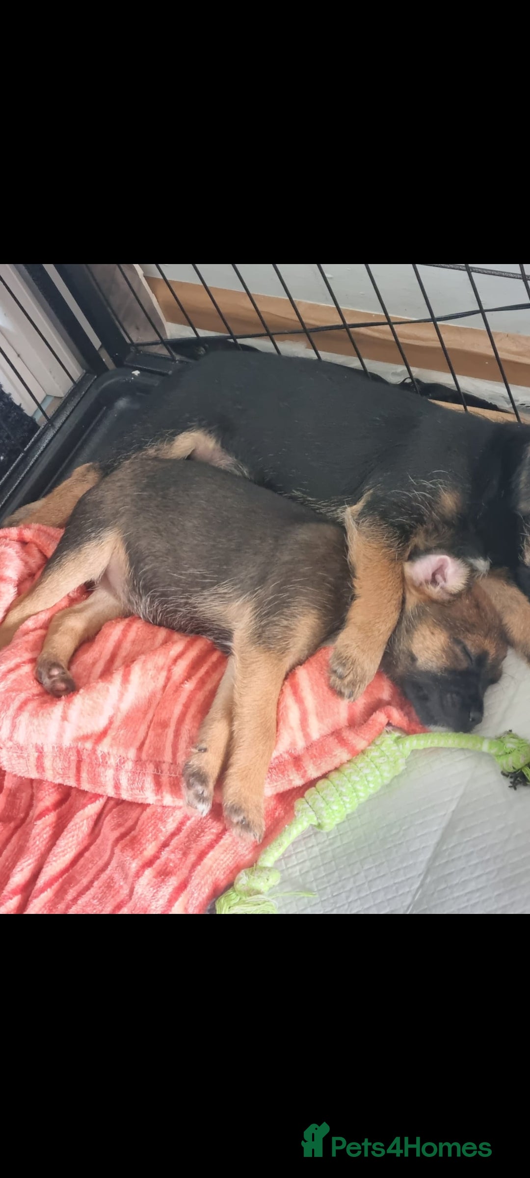Border Terrier dogs for sale: Border terrier - Image 2