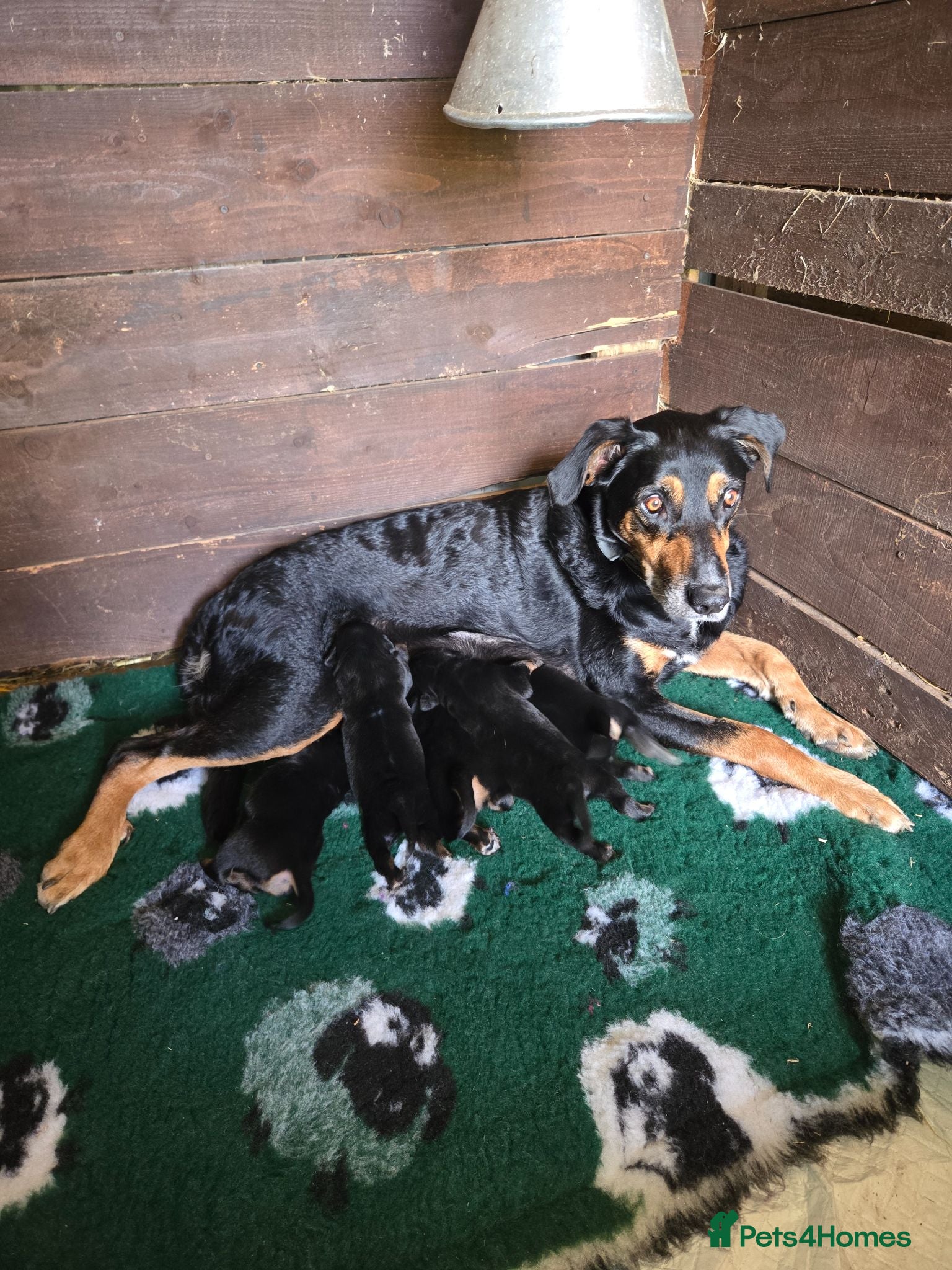 Huntaway dogs New Zealand Huntaway pups - Advert 15
