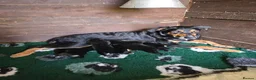 Huntaway dogs for sale: New Zealand Huntaway pups in Lochgilphead - Advert 1