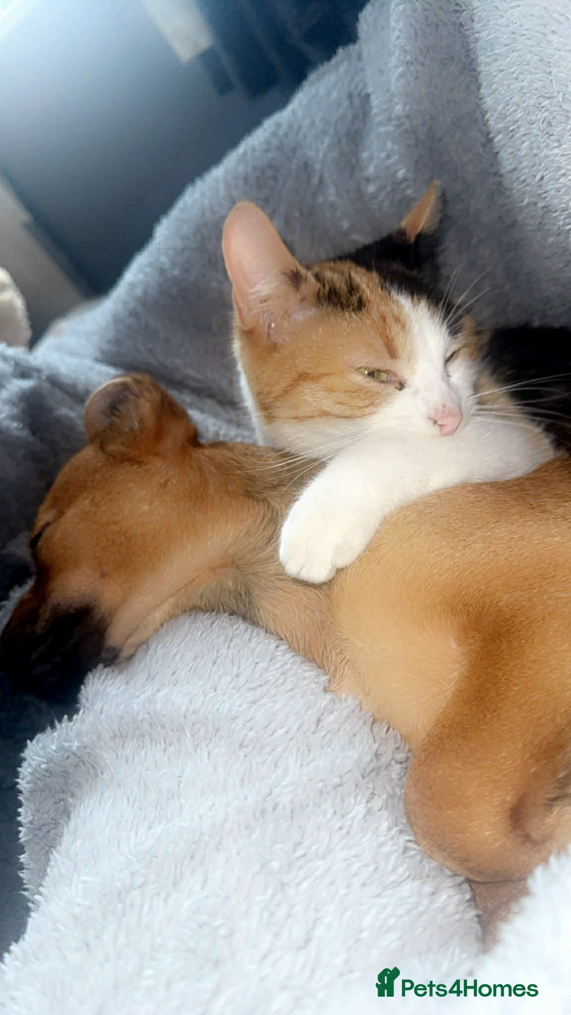 Mixed Breed cats 5 beautiful kittens  - Advert 1