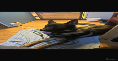 German Shepherd dogs - Advert 11