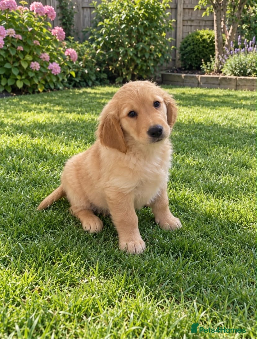 Golden Retriever dogs 1 boy remaining 💙KC registered golden retriever  - Advert 1