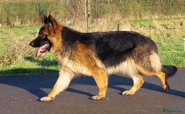 German Shepherd dogs in Birmingham - Advert 7