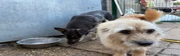 Mixed Breed dogs for adoption: Bunny - Norwich Norfolk  in Norwich - Advert 2