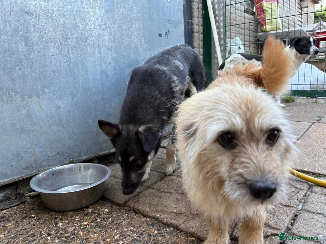 Mixed Breed dogs for adoption: Bunny - Norwich Norfolk  in Norwich - Advert 2