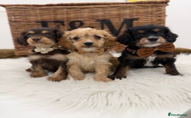 Cavapoo dogs - Advert 4
