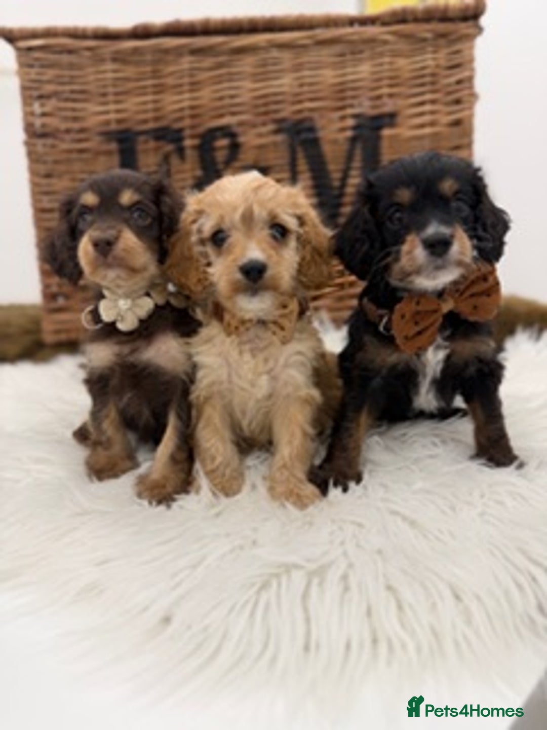Cavapoo dogs for sale: F1 Toy cavapoos exstensively health tested - Image 1