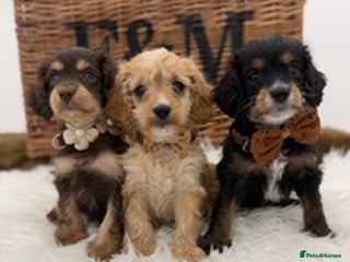 Cavapoo dogs F1 Toy cavapoos e ** tensively health tested - Advert 4