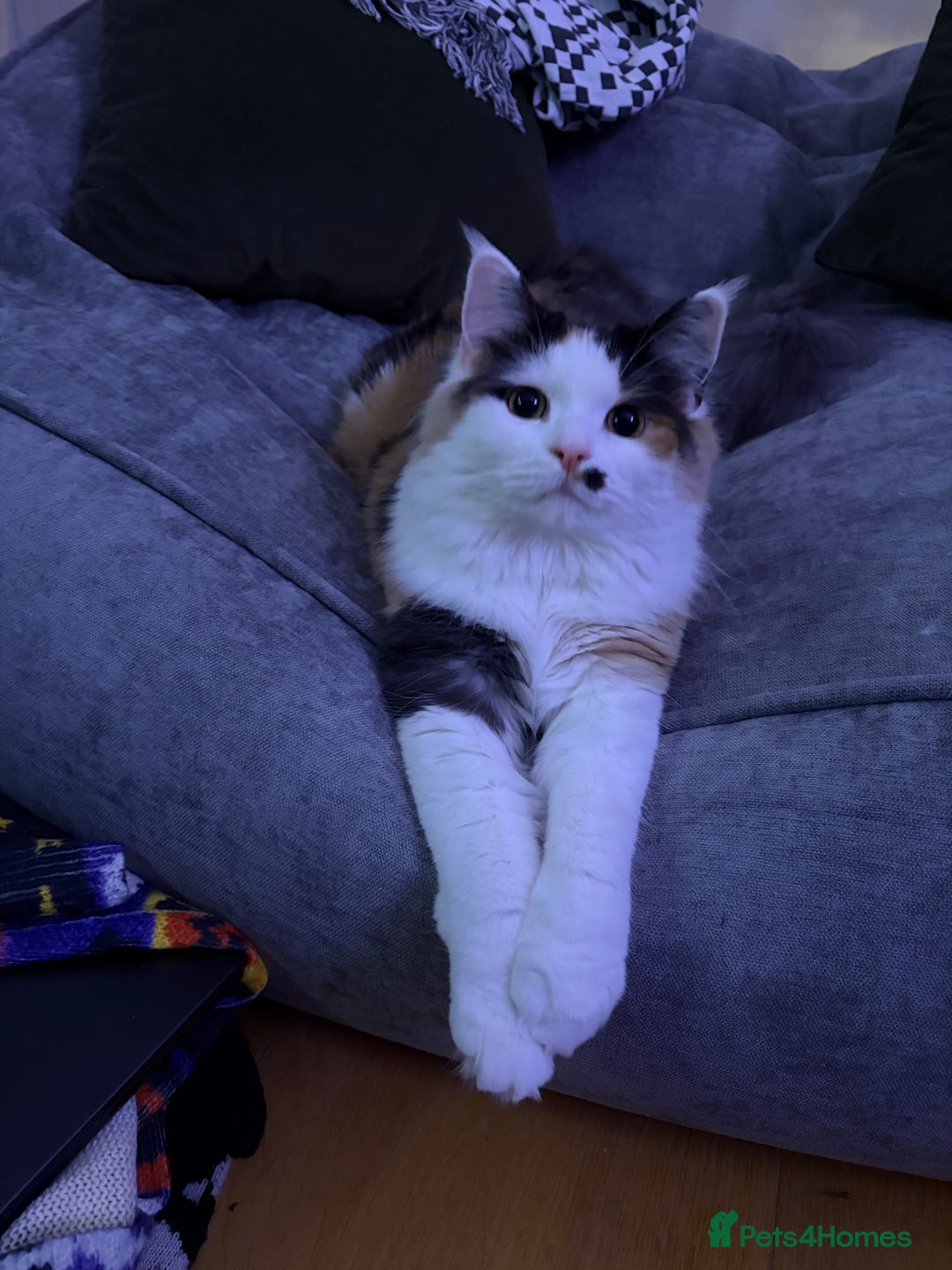 Mixed Breed cats for sale: Tiff - mixed breed - Advert 2