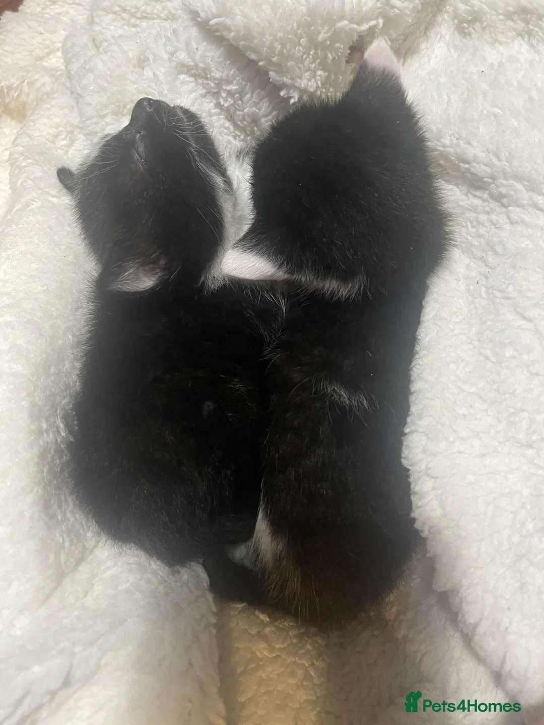 Mixed Breed cats for sale: Lovely boy & girl - Advert 9