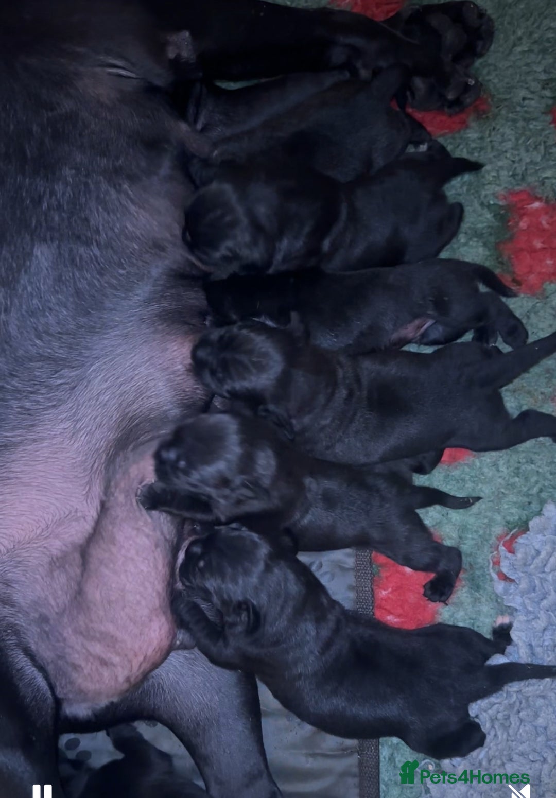 Cane Corso dogs for sale:  🐾 Exceptional bloodlines 🐾 - Image 7