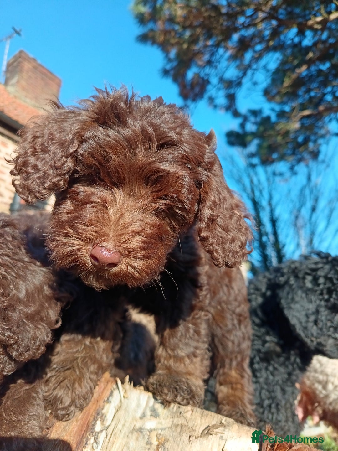 Australian Labradoodle dogs for sale: Health Tested ✔️ BOTH✔️ Parents HIP& ELBOW scored - Advert 10