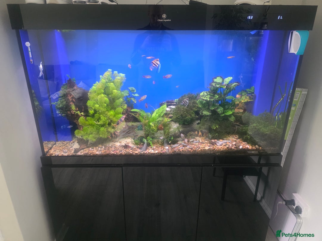 Loaches fish for sale: Large Cleair Aquatics tank with sump - Image 1