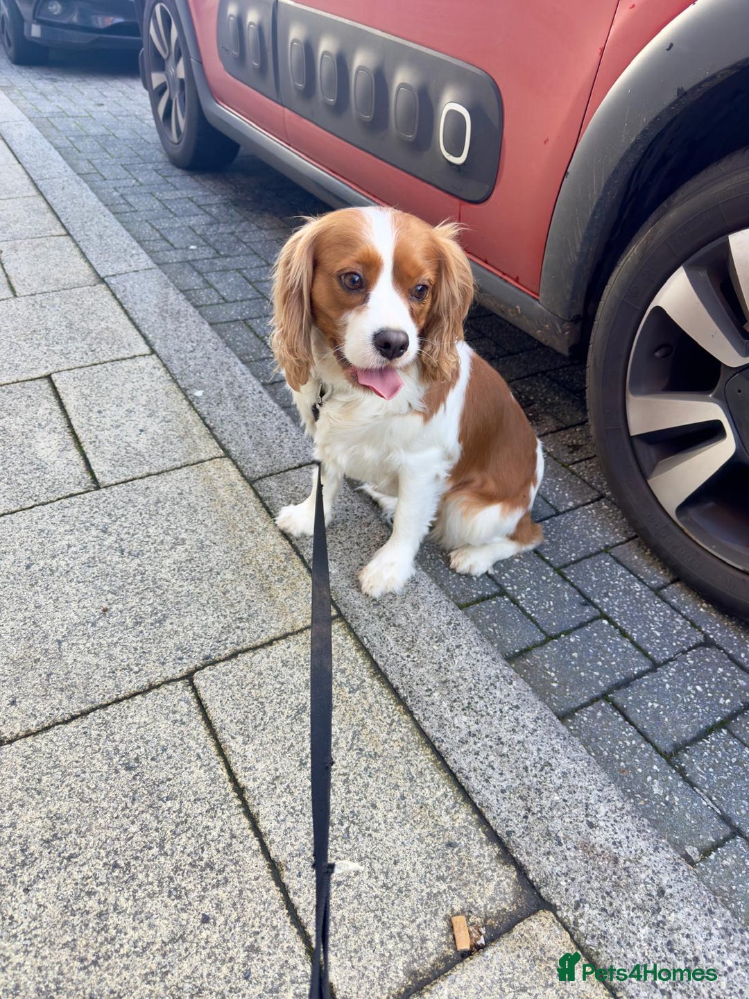 Cavalier King Charles Spaniel dogs for sale: lovely girls available - Advert 4