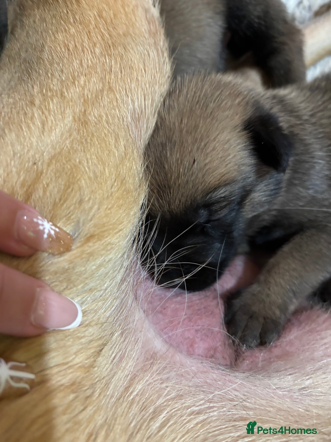 Belgian Shepherd Dog dogs for sale: 9 beautiful Belgium Mali  - Advert 2