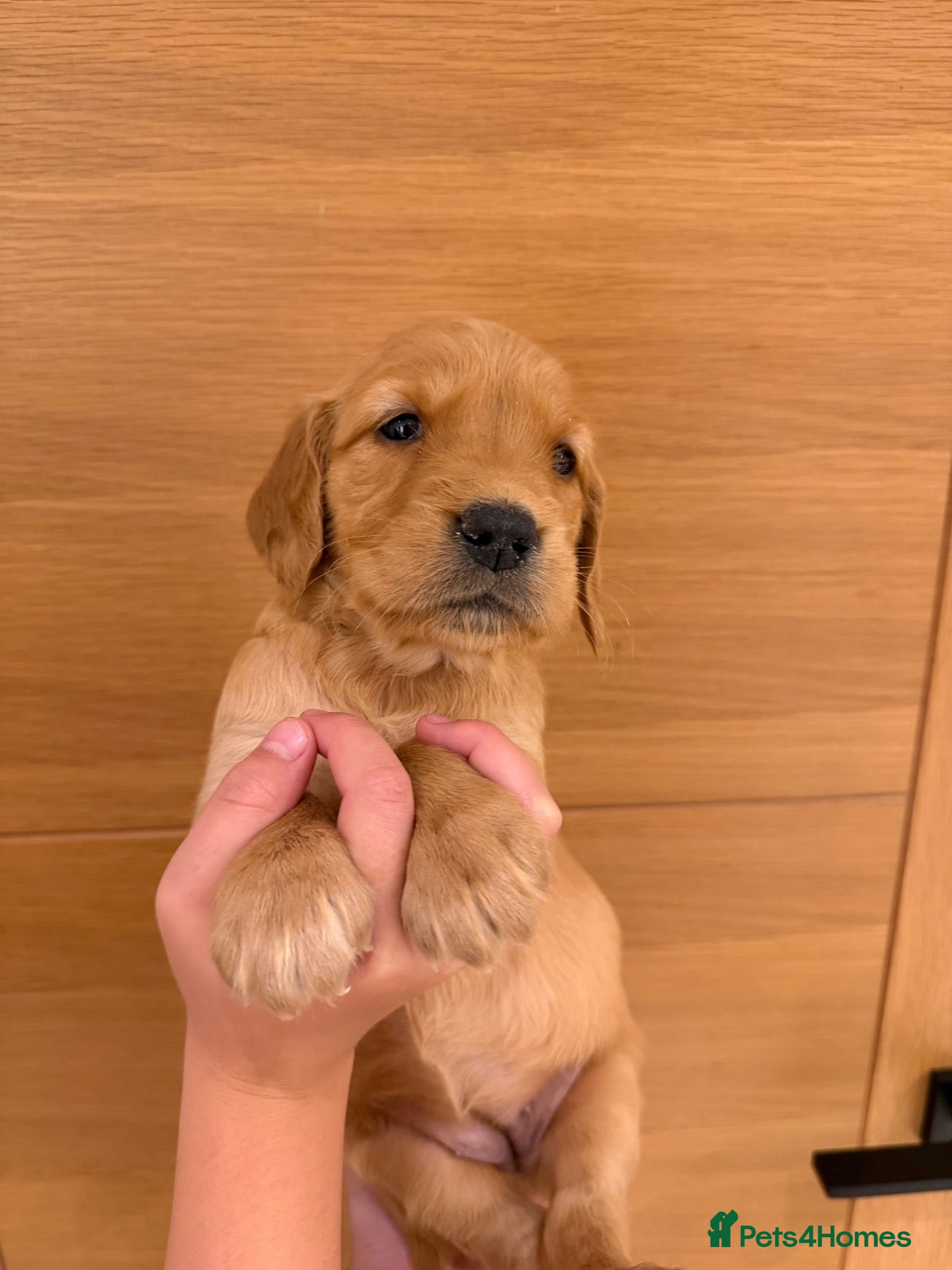 Golden Retriever dogs Dark Working retriever puppies  - Advert 2