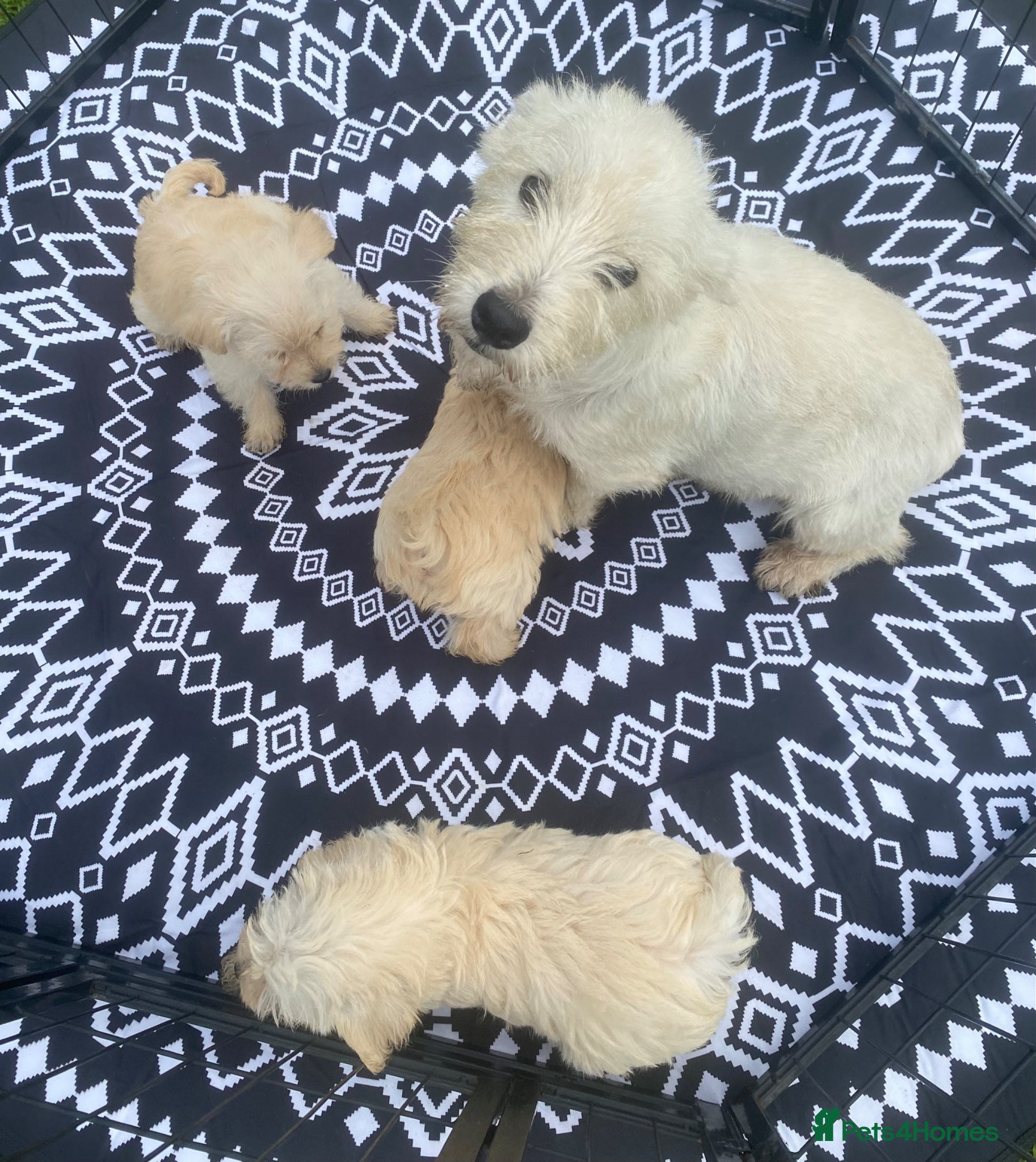 Westiepoo dogs Westypoos - Advert 2